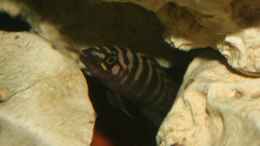 aquarium-von-julien-preuss-tanganjika-375l---nur-noch-als-beispiel_N.cylindricus, sehr bedrohlich :-D