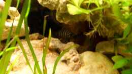 aquarium-von-julien-preuss-tanganjika-375l---nur-noch-als-beispiel_Neolamprologus cylindricus mit Namen Johnny