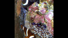aquarium-von-the-lizardking-the-black-island-reef-obsolete_Nemos mit Laich