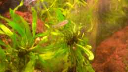 Aquarium einrichten mit yunnanilus cruciatus, leider zu klein und zu schnell