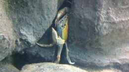 aquarium-von-dynnarts-mein-altes-malawi_Das Weibchen