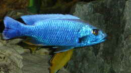 aquarium-von-stefan-link-becken-1781_SCiannochromis fryeri Ahli