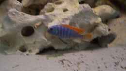 Foto mit labidochromis hongi Männchen