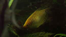 Aquarium einrichten mit Gelber Fadenfisch