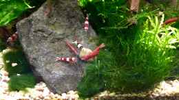 aquarium-von-cru-shrimps_Shrimps only!
