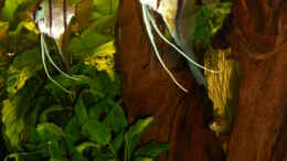 aquarium-von-atzemio-rio240_Honig Peru Altum (Pterophyllum altum)