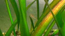 Aquarium einrichten mit 18.03.2011 kleine Krabbler (Neocaridina heteropoda)