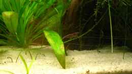 aquarium-von-m-to-the-ilan-vallisnerien-jungel-nur-noch-als-beispiel_18.03.2011 kleine Krabbler (Neocaridina heteropoda)
