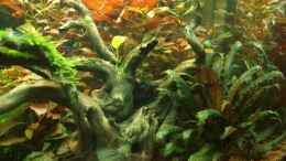 aquarium-von-michael-deckers-juwel-rio-125_Wurzel