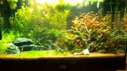 aquarium-von-michael-deckers-juwel-rio-125_Rio 125