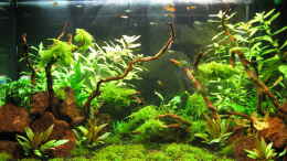 aquarium-von-squarefish-ein-versuch-von-dschungel---_Es wächst... (04/2011)