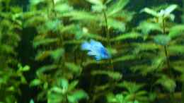 aquarium-von-rene-l--tropic-dream_Mikrogeophagus ramirezi Electric Blue