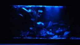 aquarium-von-rene-l--tropic-dream_Nachtlicht