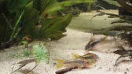 aquarium-von--mark--aqa-2_02.07.15 Corydoras aeneus gold stripe