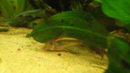 aquarium-von--mark--aqa-2_Corydoras aneus gold strip