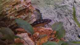 Foto mit Julidochromis transkriptus Kapambpa(??ltestes Tier im Becken.BigMama)