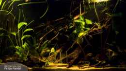 aquarium-von-benjamin-hamann-home-of-pelvicachromis_Layoutfortschritt 28.11.2010 dunkel
