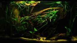 aquarium-von-benjamin-hamann-home-of-pelvicachromis_04.03.2011