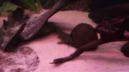 aquarium-von-dr--manhattan-westafrika-style-aufgeloest_