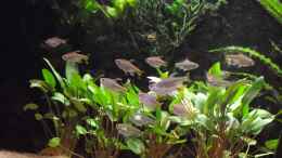 aquarium-von-dr--manhattan-westafrika-style-aufgeloest_Gelber Kongosalmler