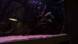 aquarium-von-dr--manhattan-westafrika-style-aufgeloest_Neue Moorkienwurzel rechts