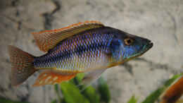 aquarium-von-rockstar-malawi-spielwiese_Dimidiochromis strigatus
