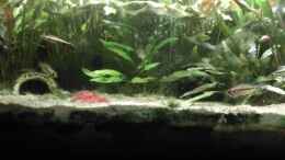 aquarium-von-ben-muecke-apistogramma---pflanzenbecken_Apistogramma allpahuayo Black Chin females