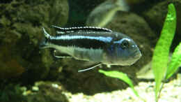 aquarium-von-bernd-niehoff-becken-1799_Melanochromis maingano