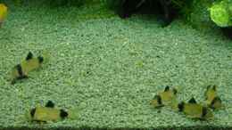 aquarium-von-fabian-ber-prof_Corydoras panda