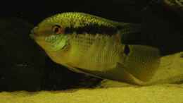 aquarium-von-laura-suedamerika-biotop-existiert-nicht-mehr_Mensonauta Guayanae männlich