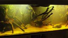 aquarium-von-laura-suedamerika-biotop-existiert-nicht-mehr_31.10.12