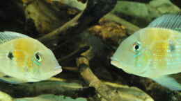 Aquarium einrichten mit Acarichthys Heckeli am 30.12.2010