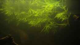aquarium-von-laura-suedamerika-biotop-existiert-nicht-mehr_die künstlichen Zweige