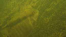aquarium-von-laura-suedamerika-biotop-existiert-nicht-mehr_Gelege der Mensonauta Guayanae am 01.12.12