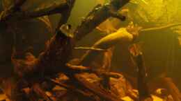 aquarium-von-laura-suedamerika-biotop-existiert-nicht-mehr_Wurzel