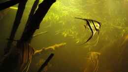 aquarium-von-laura-suedamerika-biotop-existiert-nicht-mehr_Angels...