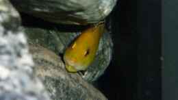 aquarium-von-antje-78-becken-18028_L.caeruleus yellow mit dicken Backen