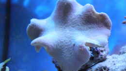 aquarium-von-sven-k--mini-riff_Pilzlederkoralle direckt nach dem einsetzten...