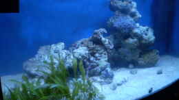 aquarium-von-sven-k--mini-riff_glasklares Wasser, dank UV-Wasserklärer sind die Schwebealg