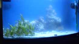 aquarium-von-sven-k--mini-riff_Bild vom 12.01.2011 deutlicher Rückgang der Schwebealgen