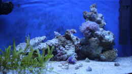 aquarium-von-sven-k--mini-riff_02.02.2011
