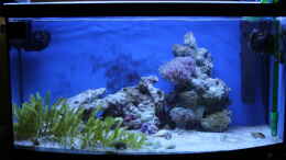 aquarium-von-sven-k--mini-riff_16.02.2011