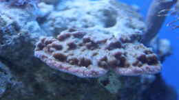 aquarium-von-sven-k--mini-riff_Steinkoralle (Montipora cactus)