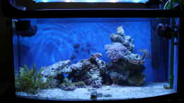 aquarium-von-sven-k--mini-riff_27.02.2011
