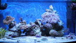 aquarium-von-sven-k--mini-riff_Aktuell vom 22.03.2011
