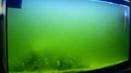 aquarium-von-sven-k--mini-riff_extrem grün Trüb, Planktonblüte?.....