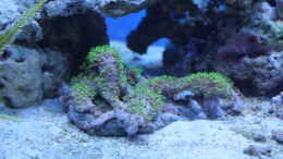 Aquarium einrichten mit Kalkachsenkoralle (Briareum asbestinum)