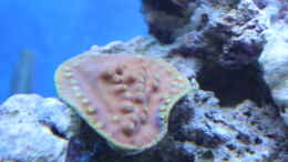 Aquarium einrichten mit Kelchkoralle (Turbinaria mesenterina)
