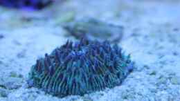 Aquarium einrichten mit Plattenkoralle (Fungia repanda)