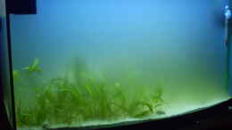aquarium-von-sven-k--mini-riff_Bild von 06.01.2011 Schwebealgen, der Kampf beginnt